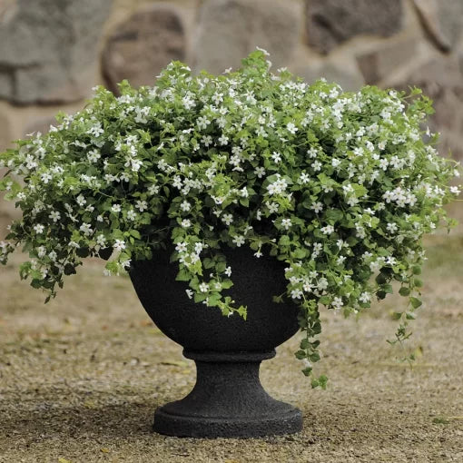 Snowtopia Bacopa Seeds White Trailing Bacopa Flowers High Germination Garden Seeds heirloom non-gmo seeds