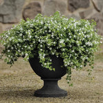 Snowtopia Bacopa Seeds White Trailing Bacopa Flowers High Germination Garden Seeds heirloom non-gmo seeds