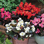 flowers high quality flower seeds for growing vibrant and colorful blooms in home gardens and landscapes organic flowers premium organic flower seeds for sustainable gardening and beautiful blossoms suitable for all climates