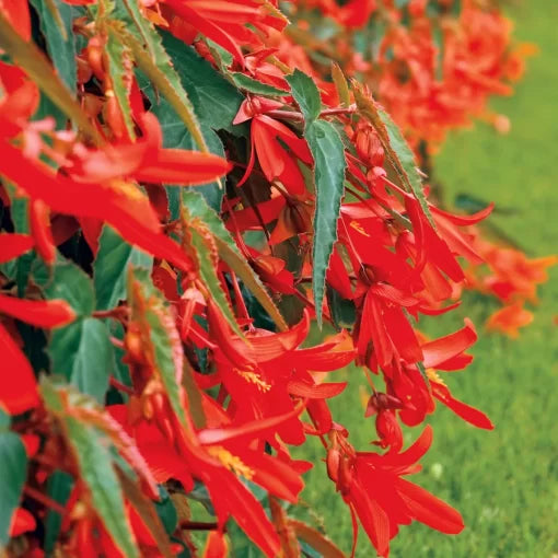 Santa Cruz Sunset Begonia Seeds Fiery Orange-Red Begonia Flowers High Germination Garden Seeds heirloom non-gmo seeds
