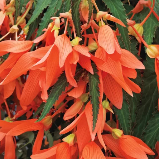 San Francisco Begonia Seeds Coral-Orange Flowering Begonia Variety High Germination Garden Seeds heirloom non-gmo seeds