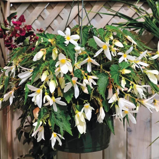 Santa Barbara Begonia Seeds Bright Pink Upright Begonia Blooms High Germination Garden Seeds heirloom non-gmo seeds