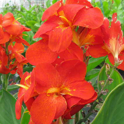 Canna South Pacific Scarlet Seeds Heat-Tolerant Scarlet Canna Variety High Germination Garden Seeds heirloom non-gmo seeds