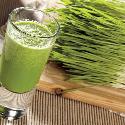 Wheatgrass Seeds High Germination Garden Seeds heirloom non-gmo seeds