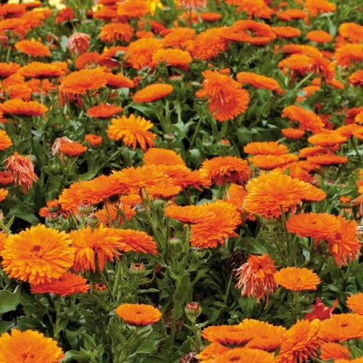 Mandarin Twist Calendula Seeds Orange and Yellow Spiral Calendula High Germination Garden Seeds heirloom non-gmo seeds