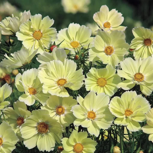 Xanthos Cosmos Seeds Soft Yellow Award-Winning Cosmos Variety High Germination Garden Seeds heirloom non-gmo seeds