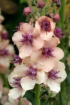 Antique Rose Verbascum Plant Seeds for Planting Non-GMO Heirloom Garden Seeds for Growing seeds for planting in home garden