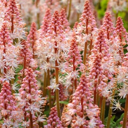 Tiarella Flower - Heirloom, Non - Gmo Seeds