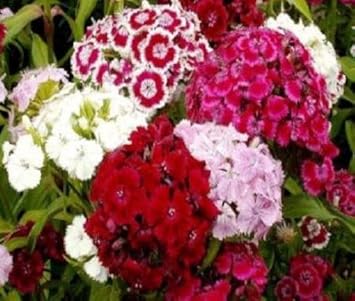 Mixed Barbatus Flower Seeds for Planting - 100 pcs for planting in your garden.