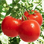 Organic Tomato Solanum lycopersicum for planting in organic garden