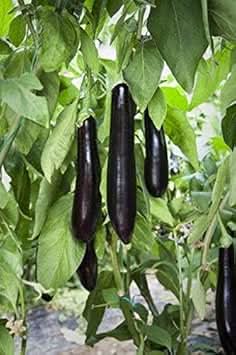Fresh Eggplant vegetable Seeds for Planting Black