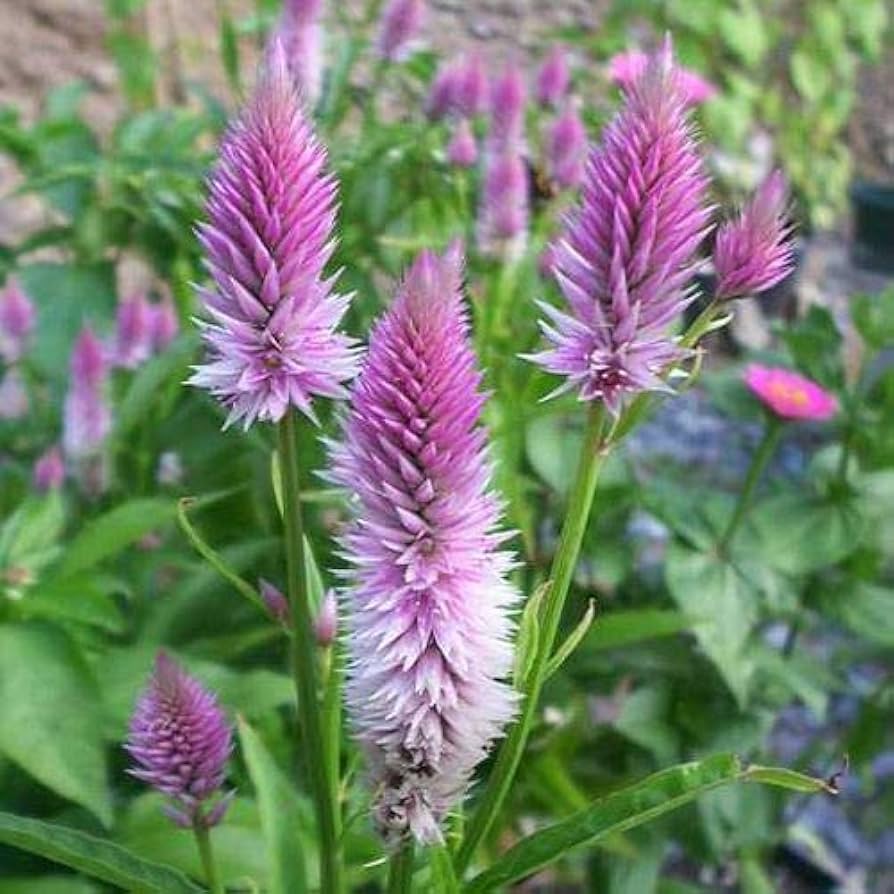 Celosia Piumato Pink Flamingo Flower Seeds
