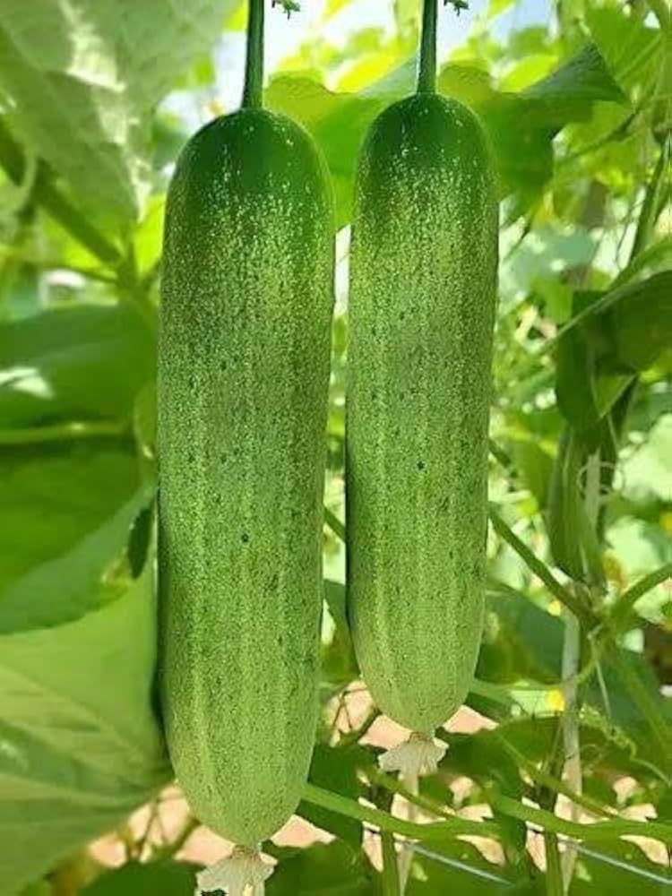 Cucumber Vegetable Seeds Cucumis sativus for planting in vegetable patch