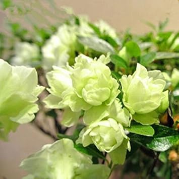 Green Azalea Tree Heirloom Non Gmo Image