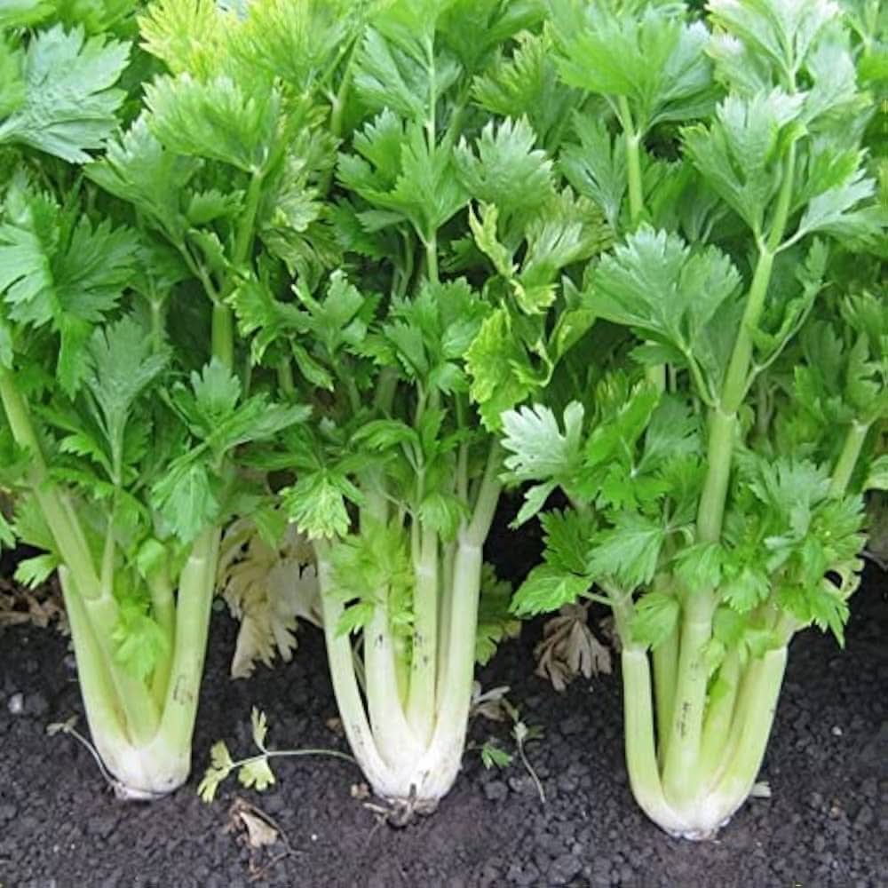 White Celeriac Early Medium-Sized Vegetable Seeds