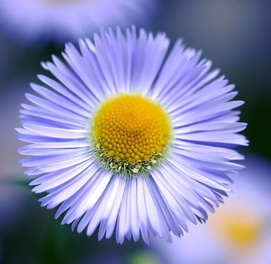 Erigeron Showy Fleabane daisy mix seeds perennial garden