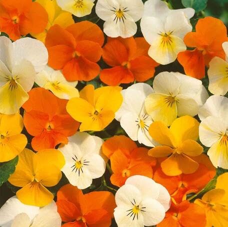 Mixed Pansy Flower - Heirloom, Non - Gmo Seeds