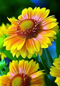 Yellow Gaillardia Flower Seeds for Planting – 100 pcs for planting in your garden.