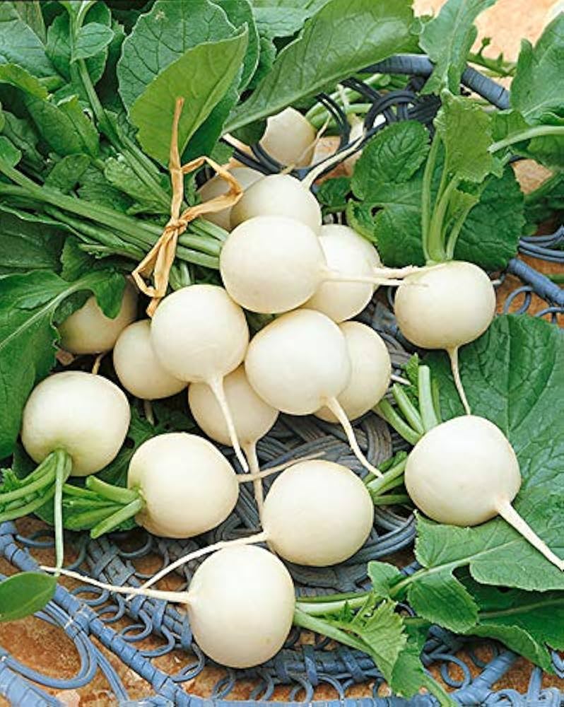 Radish Raphanus Sativus Ravanello Hail Vegetable Seeds for Planting – Crisp Root Vegetable for Kitchen Garden Use