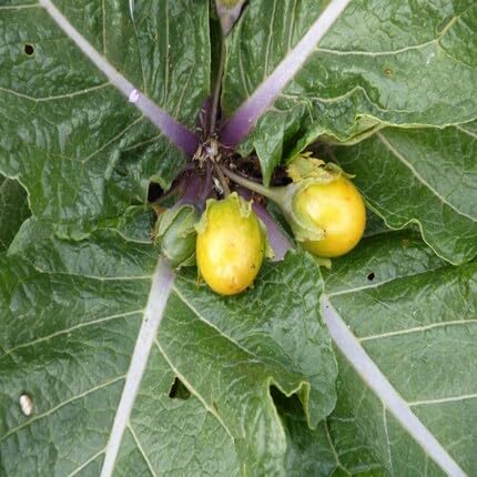 Yellow Mandrake Fruit - Heirloom, Non - Gmo Seeds