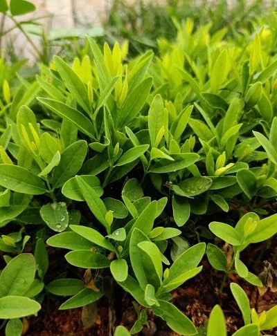 Green Anise - Heirloom, Non - Gmo Seeds