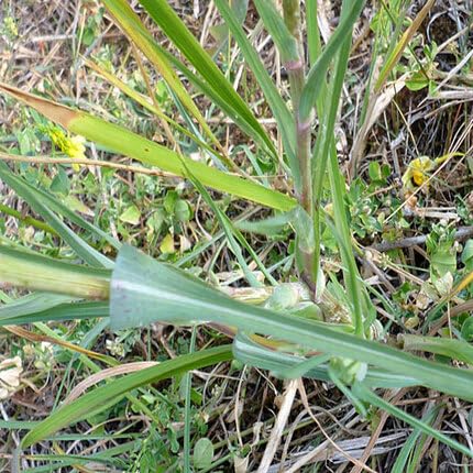 Green Salsify - Heirloom, Non - Gmo Seeds