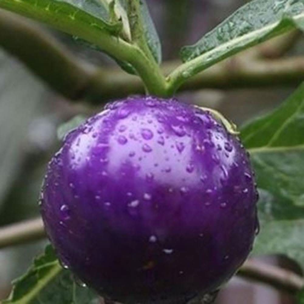 Purple Cherry Tomato Plant Seeds Balcony Fruit Seeds
