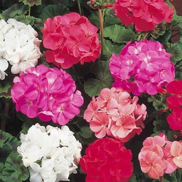 Geraniums Heirloom Non-GMO Seeds for Planting