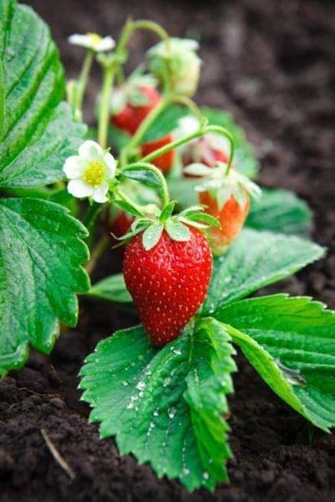  small ripe red mini strawberries on compact plants

