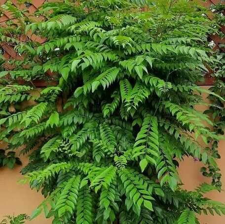 Green Curry Leaf - Heirloom, Non - Gmo Seeds