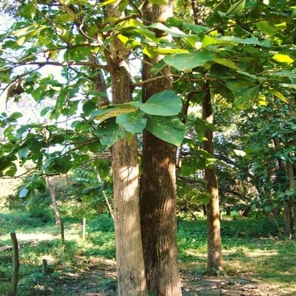 Green Teak Tree
