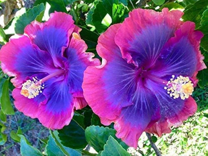 Heirloom Non-GMO Blue Pink Hibiscus Flower Seeds – Vibrant Tropical Blooms for Garden Planting