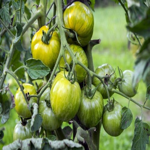 Green Tomato
