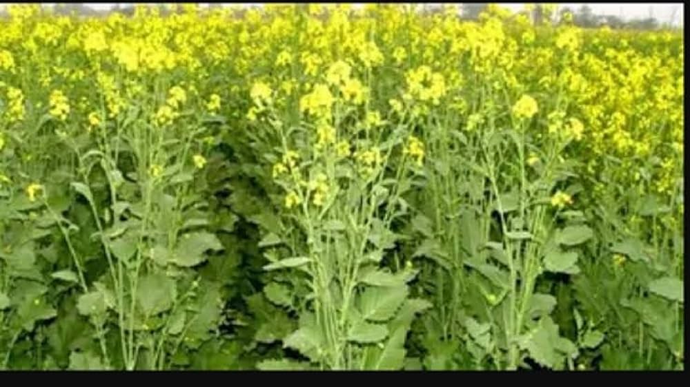 Heirloom Non-GMO Black Mustard Seeds