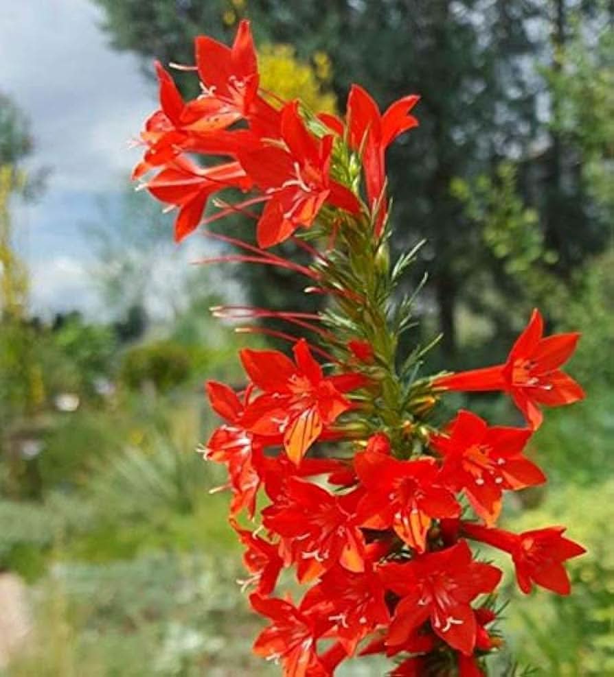 Heirloom Non-GMO Standing Cypress Flower Seeds for Planting – Tall Pollinator-Friendly Garden Blooms - Non-GMO for planting in home garden