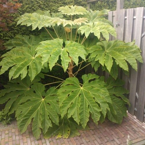 Green Tetrapanax - Heirloom, Non - Gmo Seeds