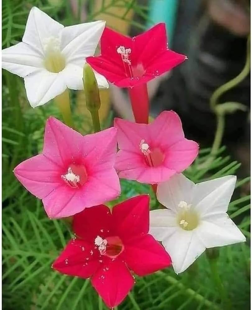 Cypress Vine climbing flower seeds for garden trellises