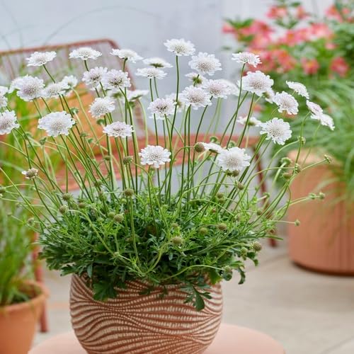 White Scabiosa Flower - Heirloom, Non - Gmo Seeds
