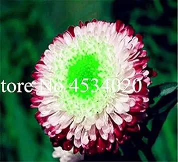 Heirloom Non-GMO Mixed Chinese Aster Flower Seeds for Planting – Vibrant Colorful Garden Blooms Dhara Seeds