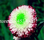 Heirloom Non-GMO Mixed Chinese Aster Flower Seeds for Planting – Vibrant Colorful Garden Blooms Dhara Seeds