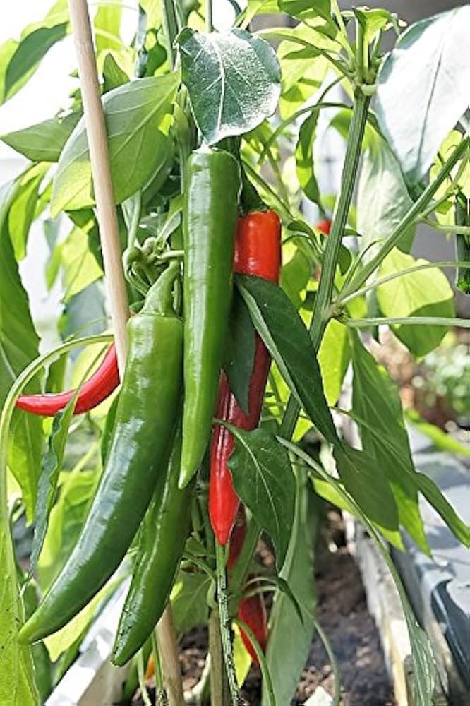 Cherry Pepper Seeds for Planting Capsicum Annuum patio garden spice corner