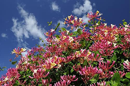 Mixed Honeysuckle Seeds Honeysuckle Plant Vine Fragrant Cloud and Major Wheeler Honeysuckle Seeds Non-GMO