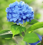 Blue Hydrangea flower seeds for bonsai tree and low maintenance garden
