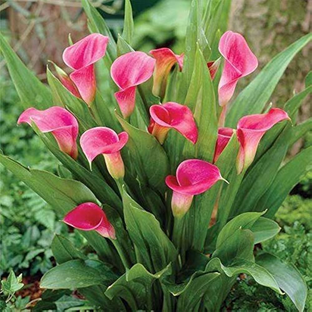 Calla Lily Zantedeschia Aethiopica Giant Flower Seeds for Planting
