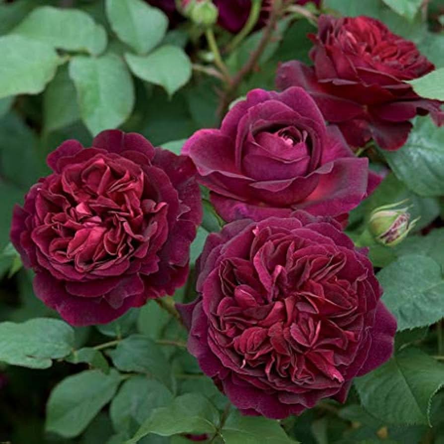 Rose Tree Rosa indica Purple Pink Flowering tree Seeds for home garden and outdoor planting