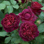 Chinese Rose Rosa chinensis for planting in flower bed