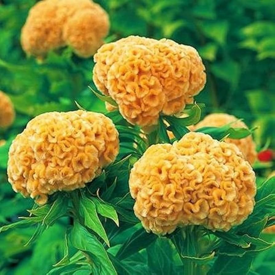 Cockscomb Celosia cristata yellow flower seeds for planting in home garden and decorative borders