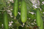 Loofah sponge pumpkin seeds for vegetable and flower gardens