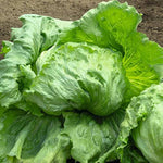 Cimarron Lettuce (Lactuca sativa) seeds for garden planting