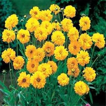 Yellow Coreopsis Flower Seeds – Heirloom, Non-GMO Flower Seeds for Planting for planting in your garden.